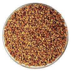 Alfalfa Seeds (100Gm) – Arvind Udyog